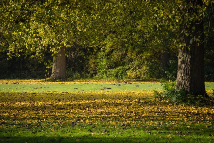 Natuur_DSC3869-bewerkt